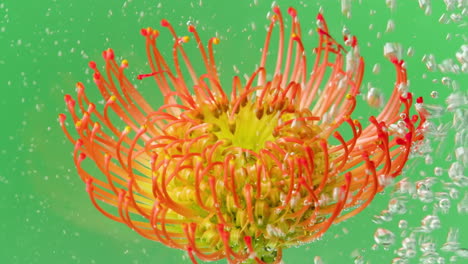 pincushion protea in water with bubbles