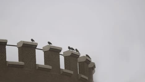 cinematic shot of crows on a water tower.