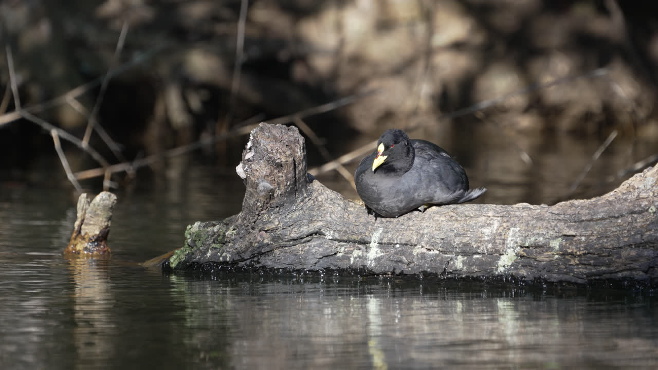 A Red-gartered Coot near a lake with beautiful water reflections