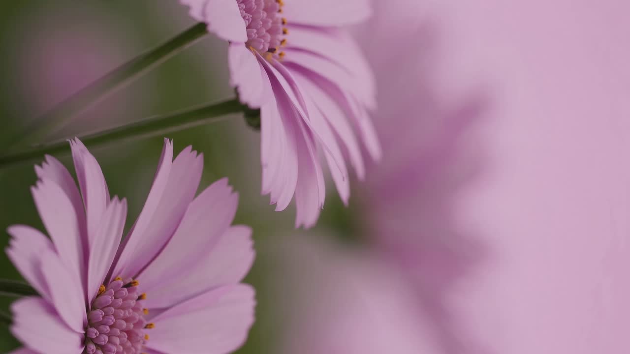 Close-up video of pink flowers with a soft focus and blurred background, captured from a side angle