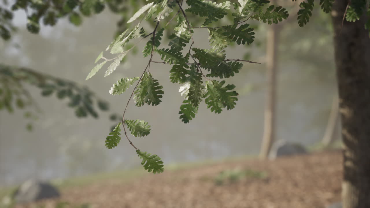 가을 초에 평화로운 호수 근처의 울창한 초록색 잎에 아침 이슬