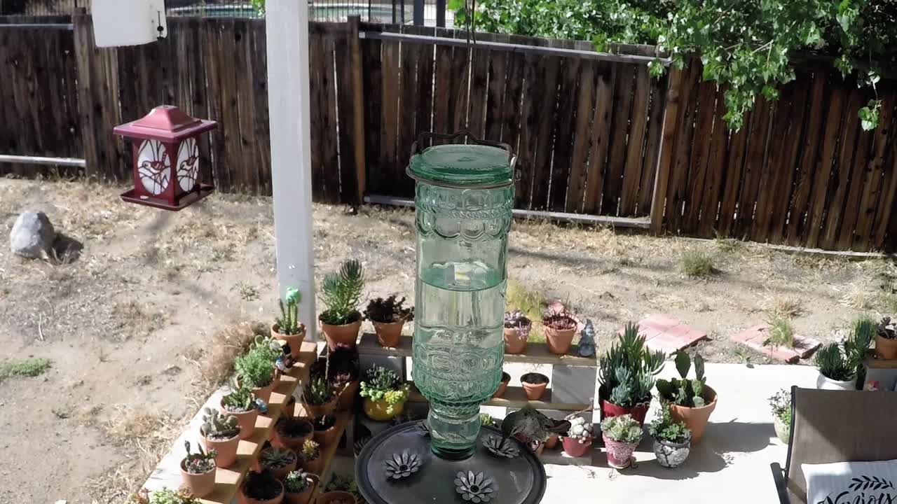 Humming bird fly in from top left to feed. Cactus in the background patio