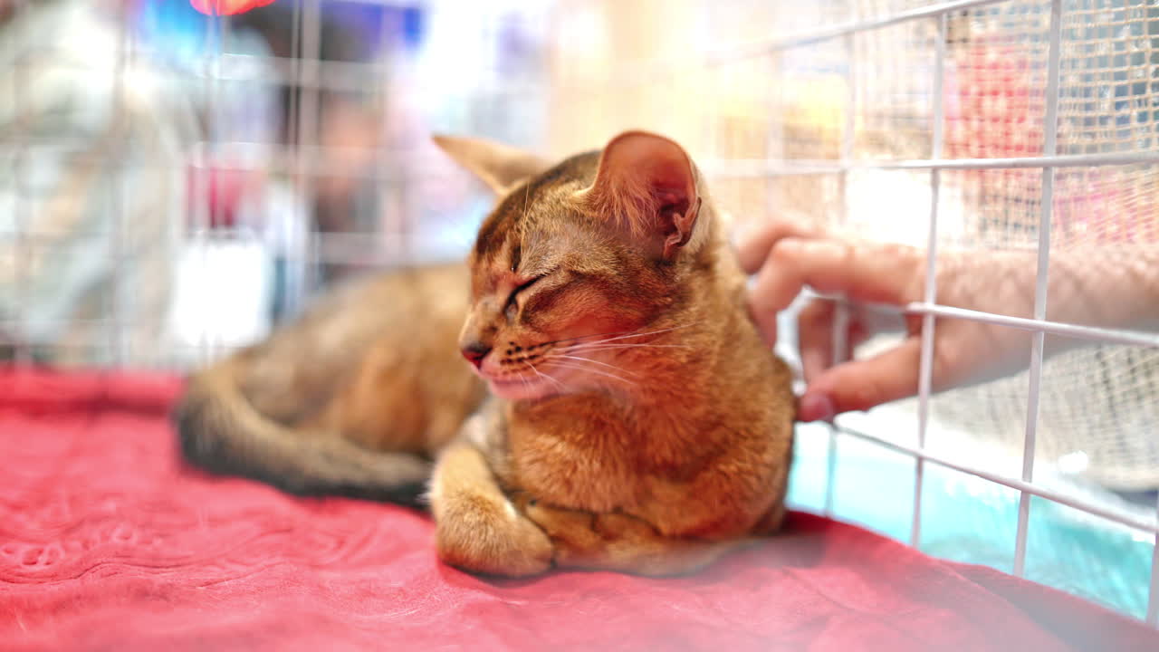 Cute abyssinian cat in a cage at cat exhibition. Love for animals