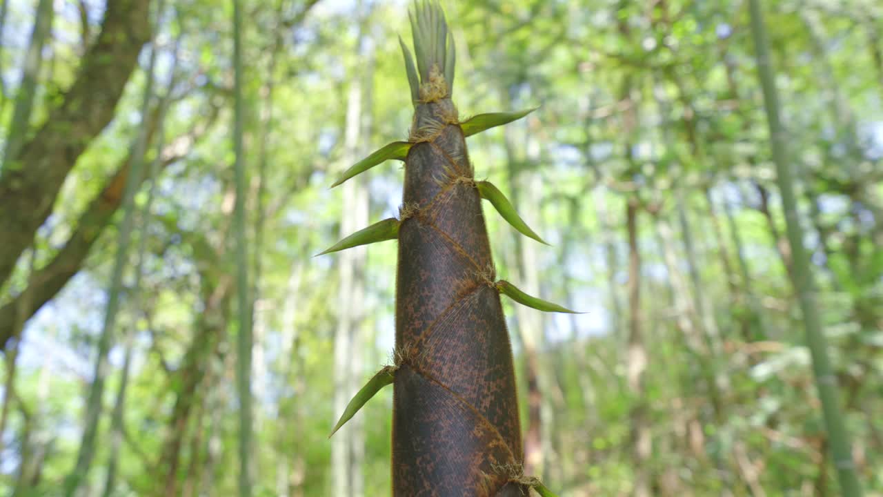 Spring has arrived, and bamboo shoots in the bamboo forest begin to grow rapidly, growing upwards and naturally