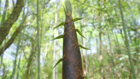 spring has arrived, and bamboo shoots in the bamboo forest begin to grow rapidly, growing upwards and naturally