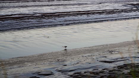 el pájaro camina lentamente y busca peces, la garza caza peces en el canal del mar en calma, dundalk, irlanda