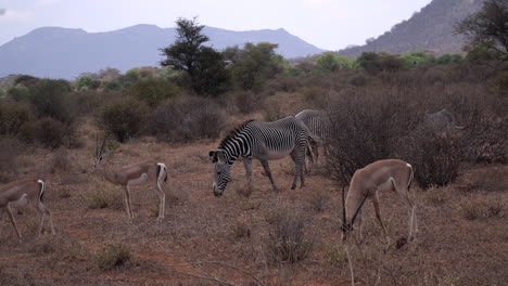 cebras y gacelas en un parque nacional de kenia