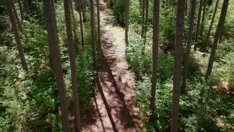 seguimiento de la toma de un dron de una hermosa mujer joven caminando por un exuberante bosque de pinos durante la primavera en canadá