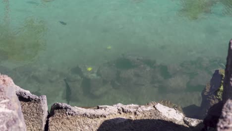 peces de agua salada grandes y pequeños nadando en una piscina de marea