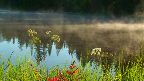 steam rises from trillium lake behind grass and plants near mt hood in oregon