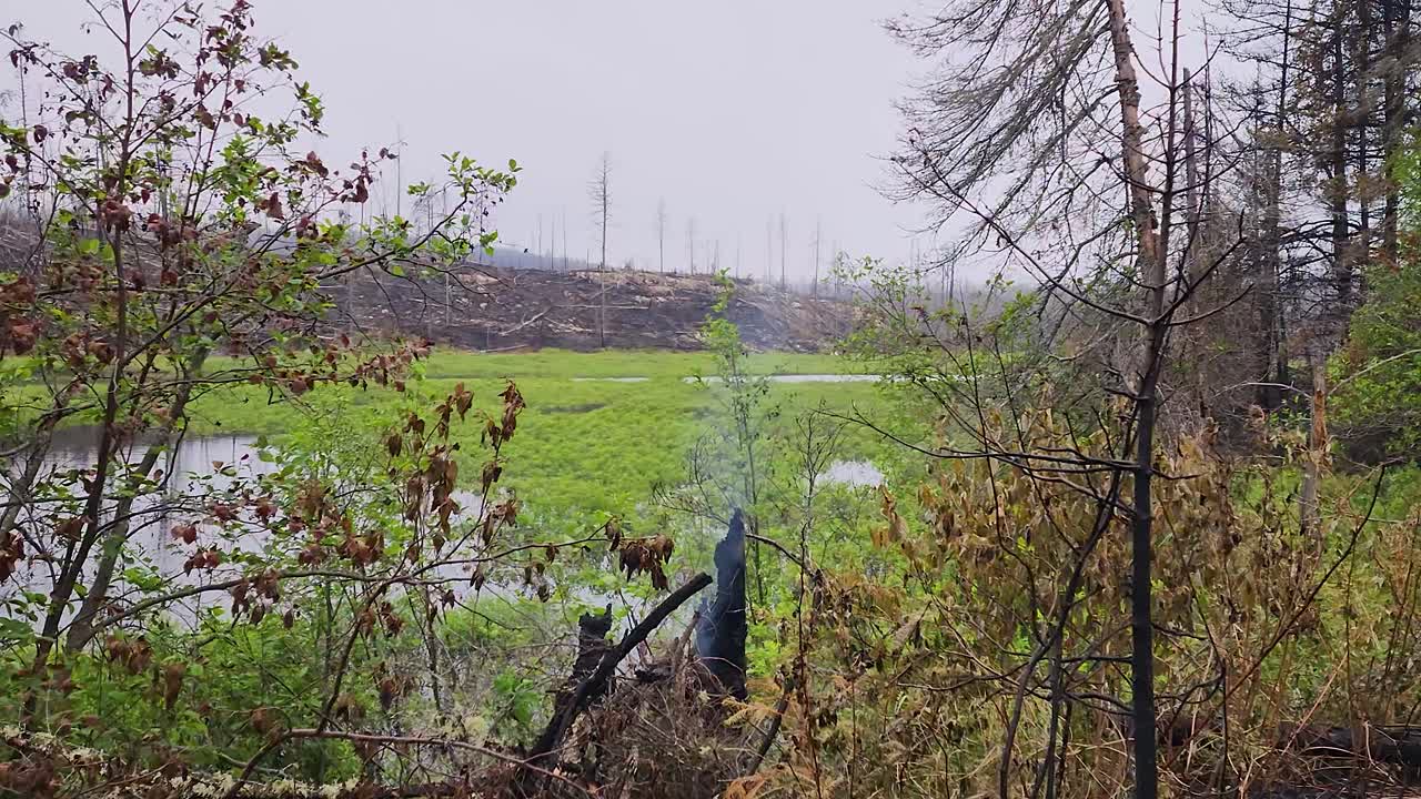 꺼진 숲 화재 의 느린 영화 판 과 탄화 된 풍경 을 배경 으로