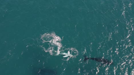 aerial footage of group of humpback whales including a baby whale playing