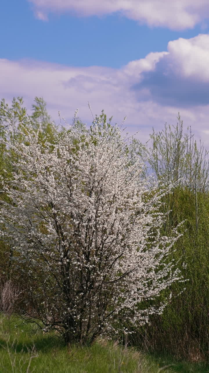 Beautiful spring nature on sky background. The wind swaying young branches of trees in the meadow. White blossom tree among green bushes and trees. Vertical video