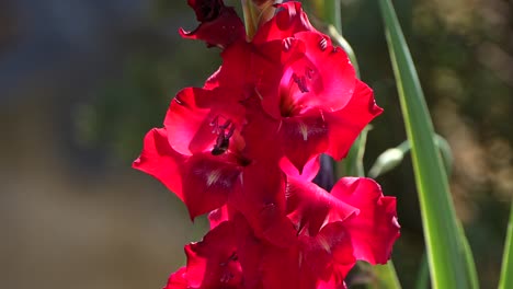 bee flying around a red gladiolus flower