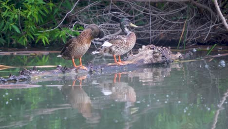 Ducks-at-the-Sepulveda-Wildlife-Reserve-in-Encino,-California