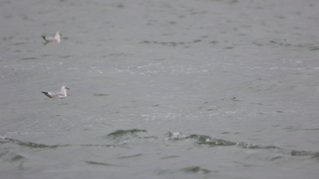 낮에 헤엄치는 갈매기 옆을 지나는 강을 항해하다