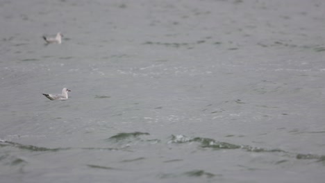 Sailing-On-A-River-Passing-By-Seagulls-Swimming-During-Daytime