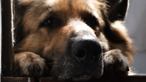 german shepherd catches dog food