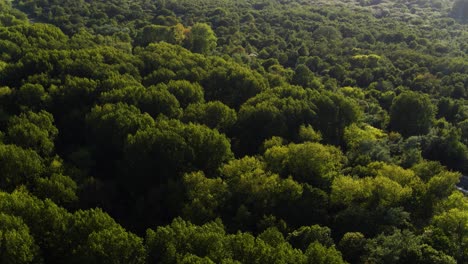 flight over windy lush duinen van voorne dune forest in sunlight glow - aerial