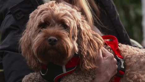 Cockapoo-dog-being-carried-by-human