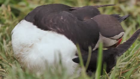 Close-up-of-an-Atlantic-puffin-cleaning-his-feathers-with-grass-background