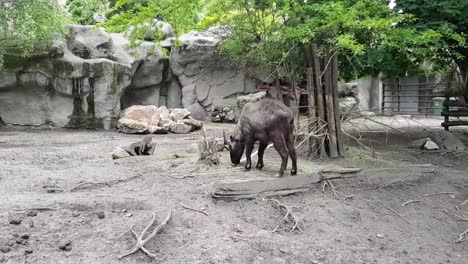 Mischmi-Takin-Und-Antilopen-Im-Park