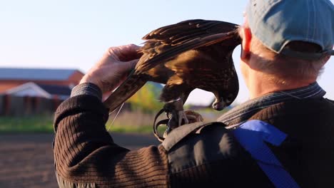 falconer adjusting tracking device with antenna on the tail of his tame falcon