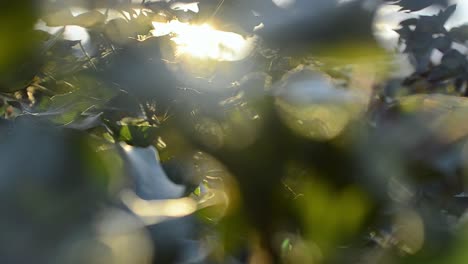 As-this-shot-slides-to-the-right,-the-leaves-flow-in-the-breeze-showing-the-trickling-sunlight-behind-them