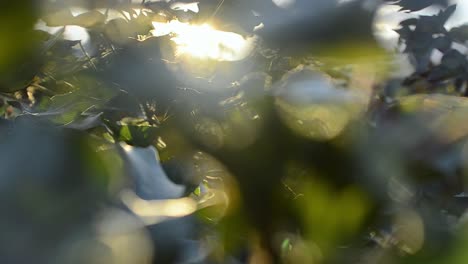 as this shot slides to the right, the leaves flow in the breeze showing the trickling sunlight behind them