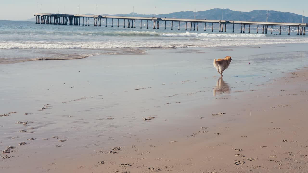 movimiento lento del perro corriendo por la playa, golden retriever atrapando la pelota