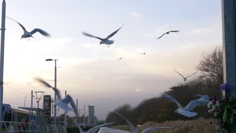 sea gulls hovering over grand canal near inchicore neighborhood during sunset in dublin, ireland