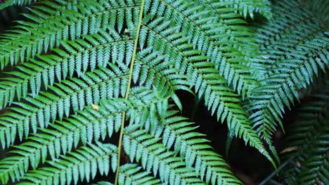 close-up of fern leaves in rainforest