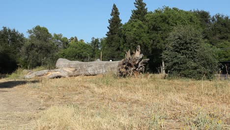 gran tiro ancho de árbol caído muerto en hierba muerta