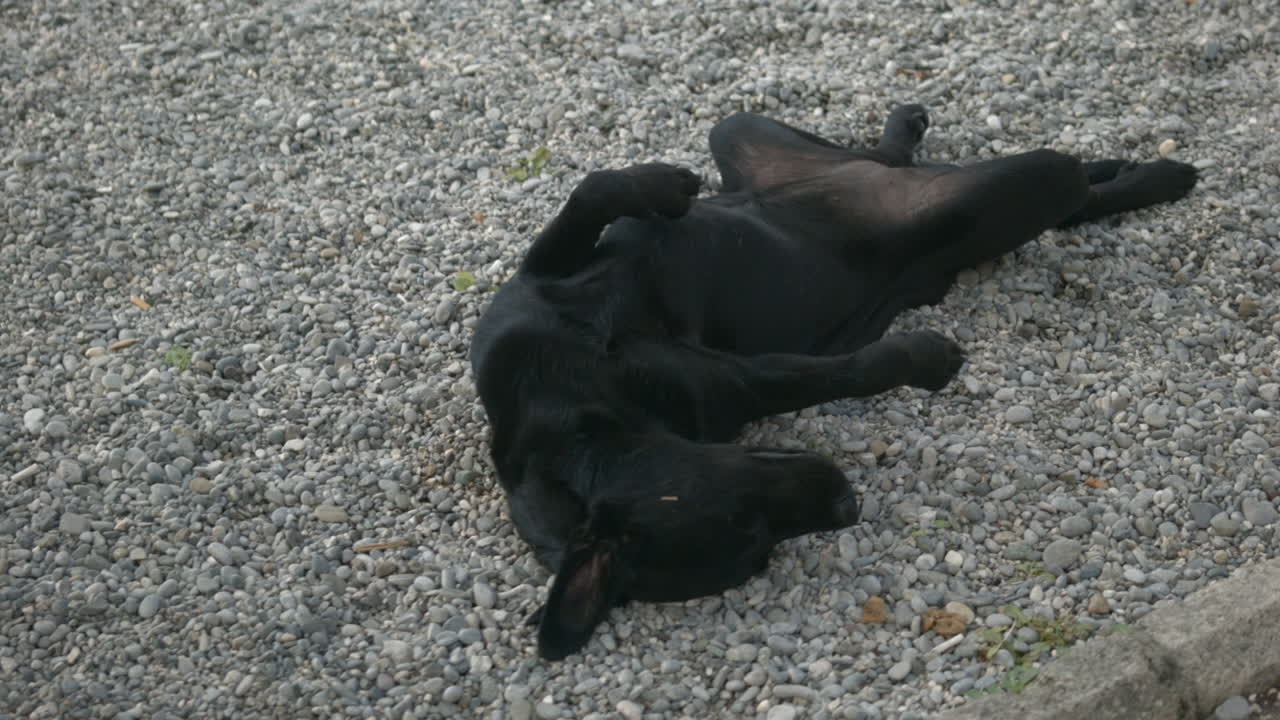 Black dog sleeping on gravel