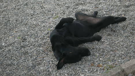 black dog sleeping on gravel
