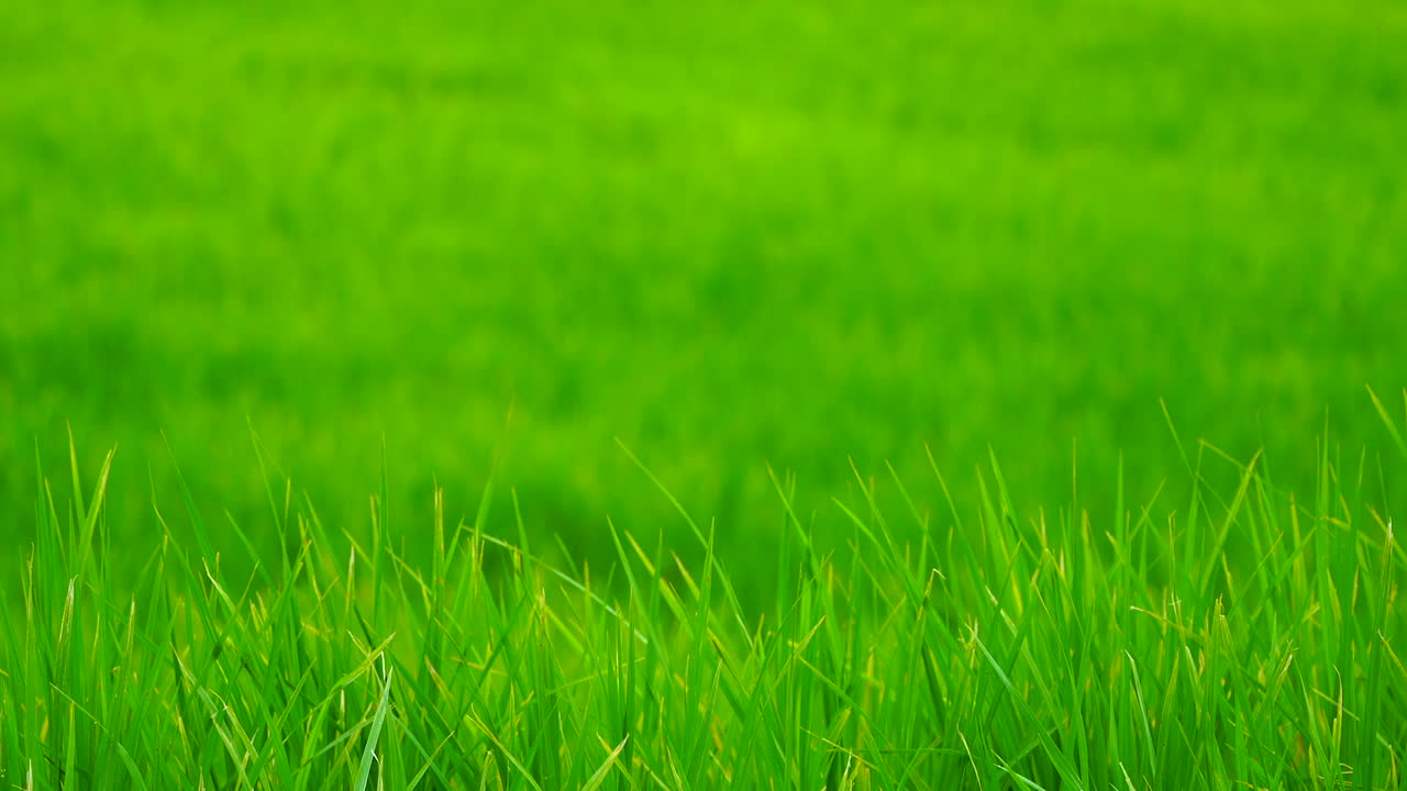 녹색 필드 배경은 근접으로 볼 수 있습니다.