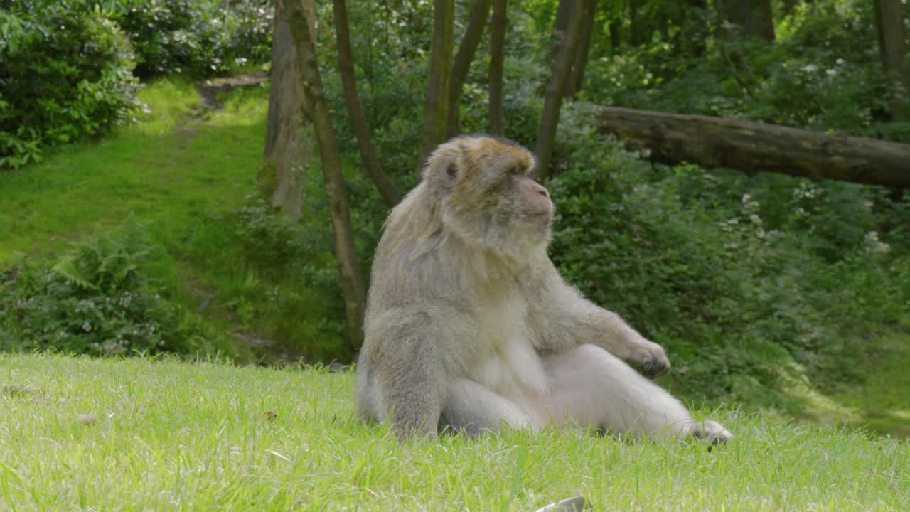 Un macaco di Barberia solitario seduto sui prati allo zoo Trentham Monkey Forest a Tittensor, Inghilterra