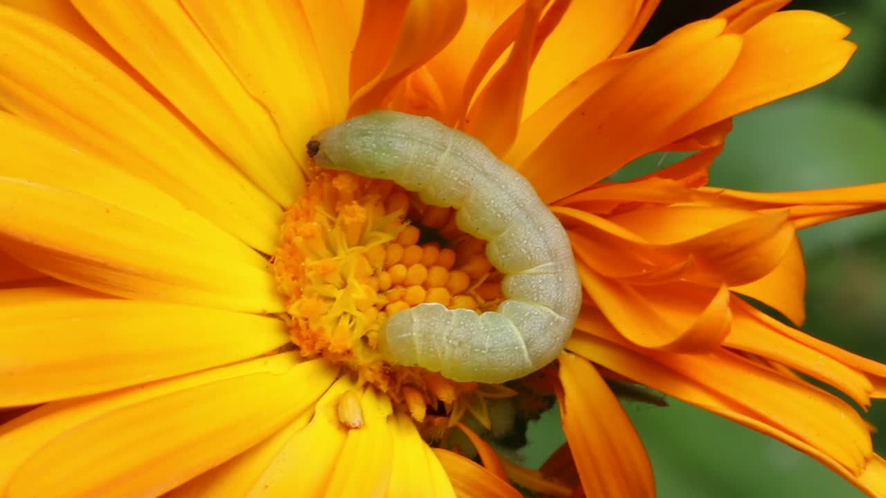 una oruga verde en una cabeza de flor de color naranja