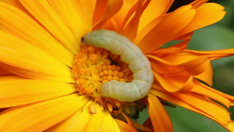 a green caterpillar on an orange coloured flower head