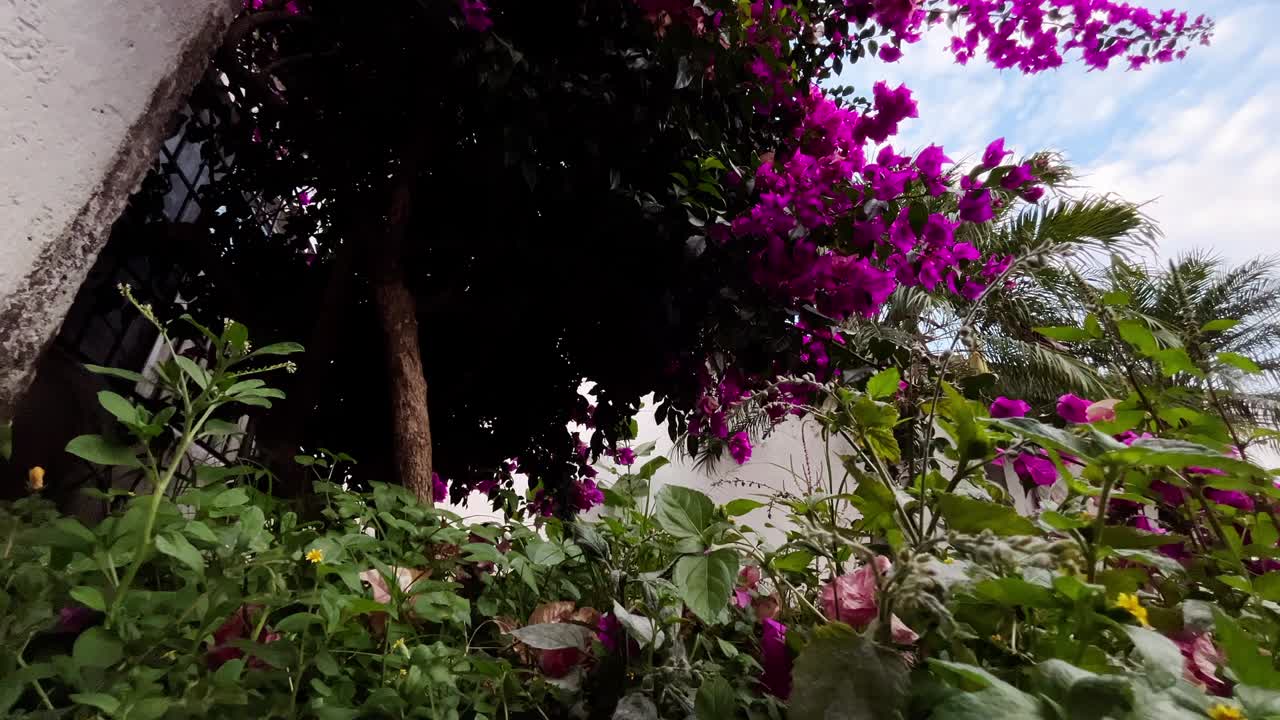 la buganvilla está creciendo sobre plantas verdes exuberantes en un jardín tropical, creando una escena vibrante y colorida con un cielo ligeramente nublado en el fondo, disparo revelador en cámara lenta