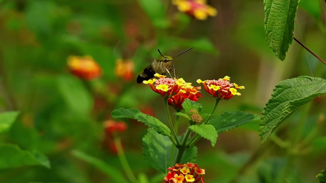 Closeup slowmotion wildlife video of a coffee bee hawk moth (Cephonodes hylas) hovering with remarkable precision while feeding on colorful lantana flowers in a natural forest habitat.