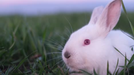 two rabbits  one gray and one white  are sitting in the grass