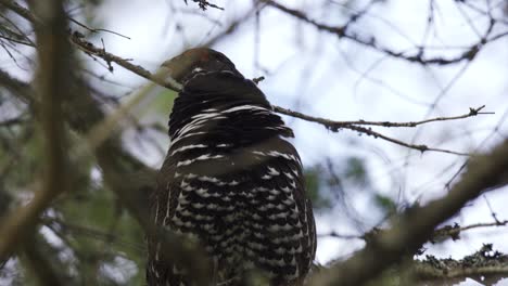 Closeup-Portrait-Of-A-Spruce-Grouse,-Algonquin-Park-Wildlife