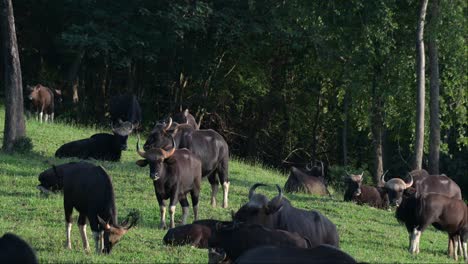 One-moves-forward-a-bit-in-the-middle-to-eat-grass-while-others-looking-towards-the-camera-and-resting,-Gaur-Bos-gaurus,-Thailand