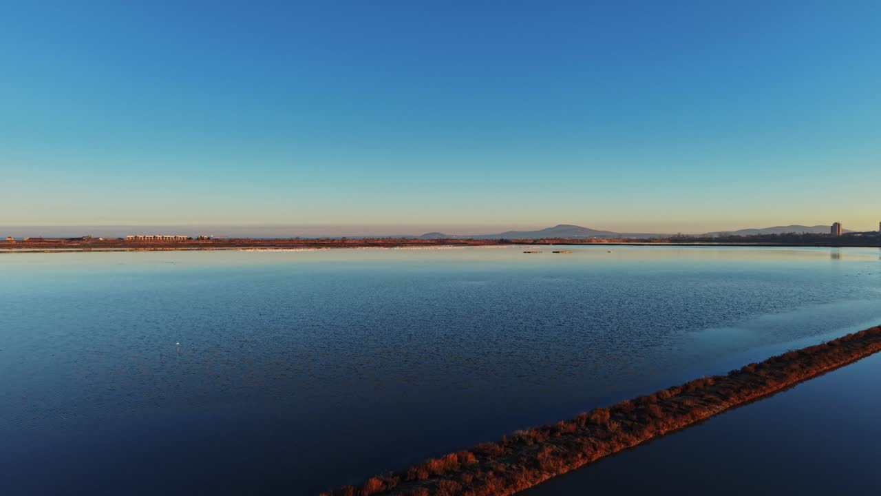 Flamingos feeding in a lagoon at sunset near a city landscape