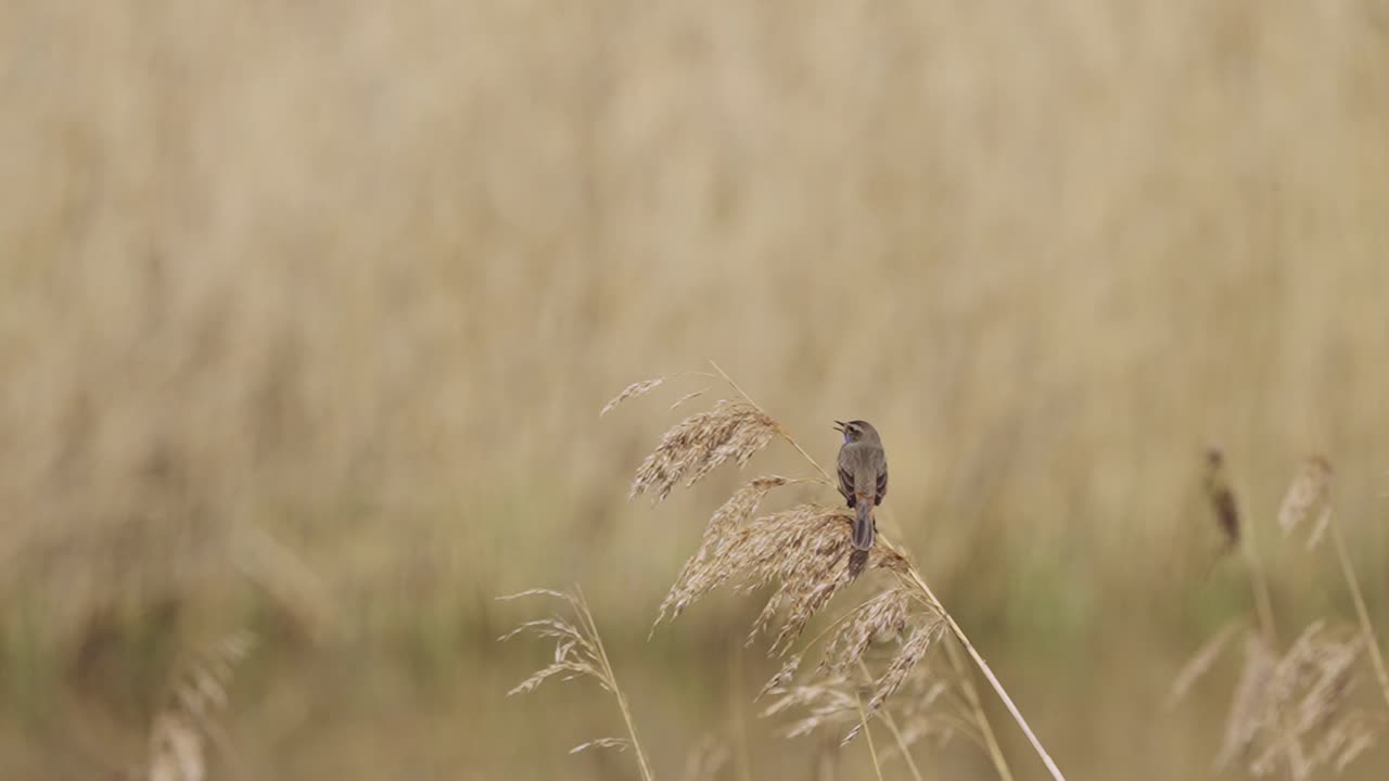pecho azul, pájaro de pechiazul cantando mientras está encaramado en una rama de caña en un área de pastizales - cámara lenta, enfoque superficial