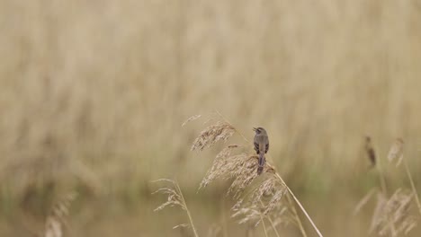 blue breast, bluethroat bird chirping while perched on a reed branch in a grassland area - slow motion, shallow focus