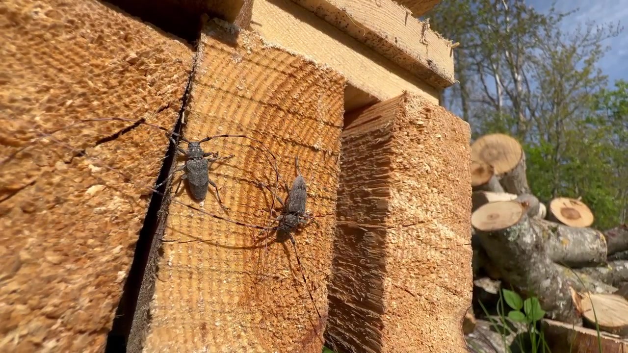 Due coleotteri maschi del legno (Acanthocinus aedilis) su una tavola di legno che lottano per il diritto di accoppiarsi con la femmina. Saaremaa, Estonia.