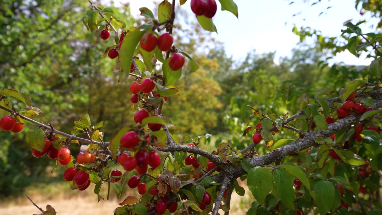 Vibrant colors of wild natural fruits from mountains in summer cornel tree on hiking pathway