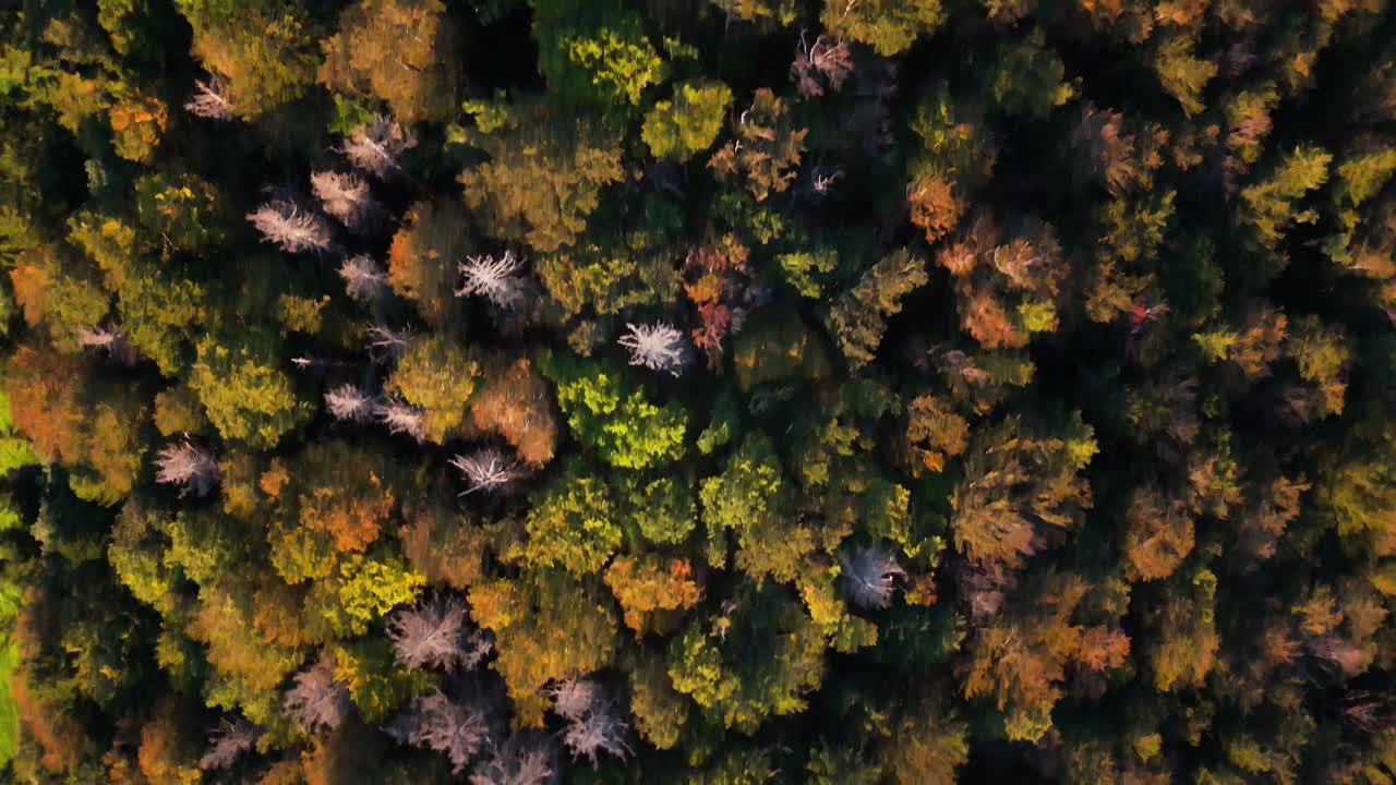 Flight over the forest close to Belchflue in Basel Switzerland